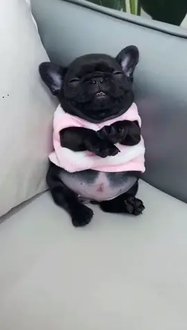 So cute #bulldog #fyp #frenchbulldog #cutedog #dog #bulldoglife #puppy #bulldogsoftiktok #bulldogingles #outdoorfun #bulldogfrances 