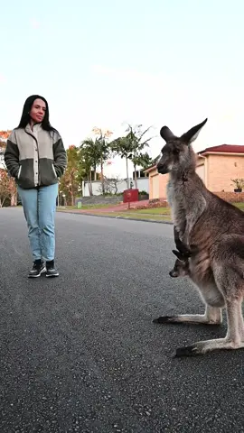 Locals only (kangaroo edition) #australia #kangaroo #wildlifeencounters #onlyinaustralia #funnyanimals #wildlifeencounters #meanwhileinaustralia #neighborhood #naturevibes 