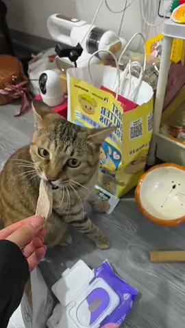 #cat#funny#catsoftiktok#foryou#fyp#foryoupage#funnyvideos#cute#pet#cutecat#animal#animalsoftiktok#usa🇺🇸#catlover#cats#funnycat#tiktokcat#pets#kitten#funnyanimals#kitty