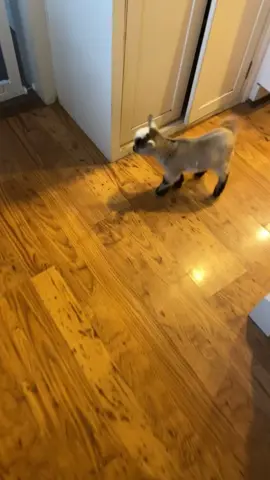 Funny and cute little goat #baby #funny #cute #fouryou #fyp #goat #tiktok #happy 
