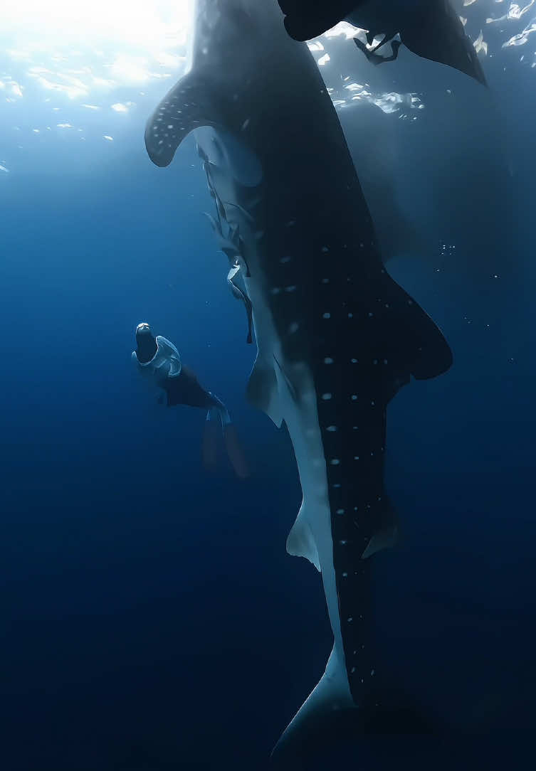 Hello darling, wait until we meet again, okay? 🤗😍🤏🏻✨ #whaleshark #whalesharks #sumbawa #labuhanjambu #freediving #freediver #freedivegirl #freediverlife #freedive #fyp #fypage #fypシ゚viral #underwater #underwaterphotography #gopro 