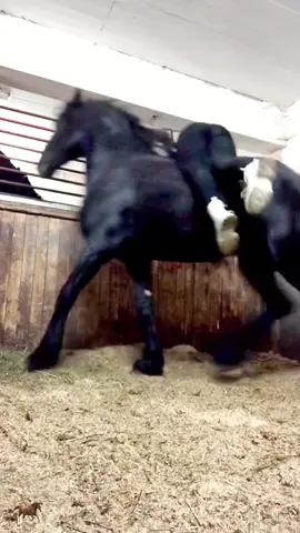 Funny horse #horse #horses #horsesoftiktok #funny#fyp #funny #foryou #foryoupage #funnyvideos 