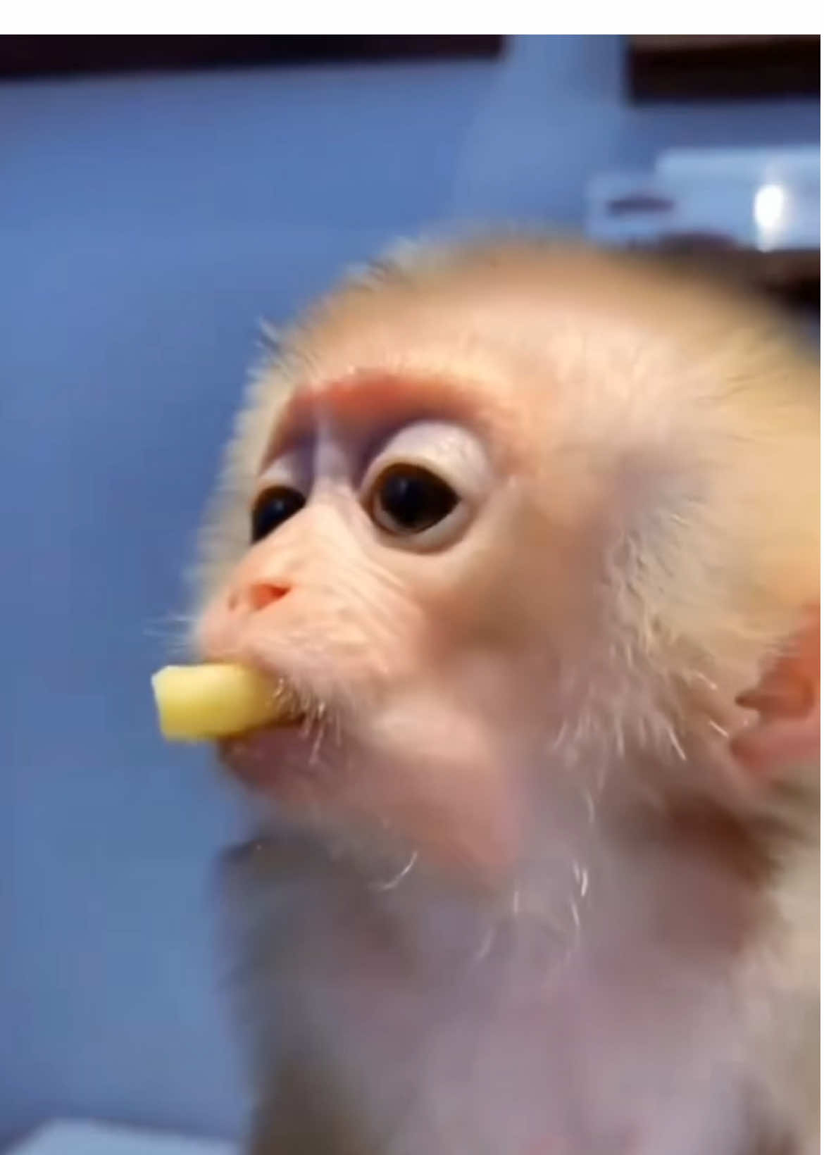 Poor baby monkey #monkey #monkeysoftiktok #shorts #rescueanimals #animalcare #heartwarmingmoments #animalsoftiktok #wildanimals #animal 