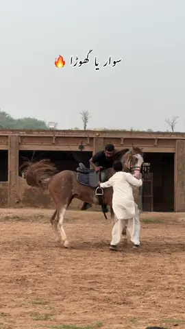 Ghazi in action !  #foryoupage #islamabad #punjab #sunopunjab #horsesoftiktok #riding #nezabazi #ghazi #tentpeggging🐎  #culture #viralreels 