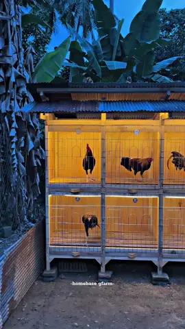 100% #homebasegfarm #kandangayam #kandangayam12pintu #kandangayam2lantai #CapCut 