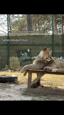 🦁♌️#♌️ #aslan #aslanburcu #aslanburcukadını #lider  