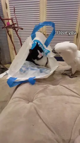 🦜🦜Funny parrot💙💙 #talkingparrot #talkingbird #cutepet #parrot #bird #funnyanimals #funnypets#USA