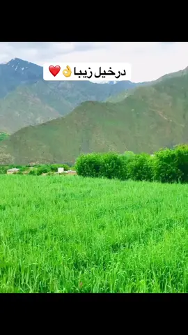 #درخیل #پنجشیرم❤️ #پنجشیر_کاپیسا_پروان🦁🦁 #follow #coment #share #lik 