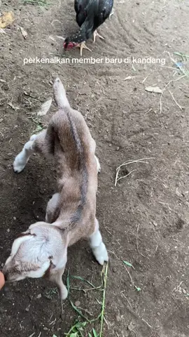 Lucu pusernya baru kering #anakkambinglucu #kambing 