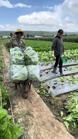 Cải dưa:Minh Hằng