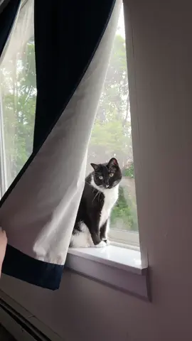 Peep a gorgeous tuxedo cat 🥰 #cats #tuxedocat #catsoftiktok #cattok #tuxedocatsoftiktok #cutecat #funnycats #catlover #fyp 