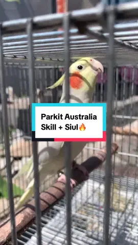 Kurang lengkap apalagi si DINO ini..?? #parrot #parrotsoftiktok #parrots #freefly #freeflight #freeflightbirds #freeflyingparrot #burung #paruhbengkok #burungparuhbengkok #burungjinak #burungfreefly #fyp #cockatiel #falk #parkit #australia #parkitaustralia 