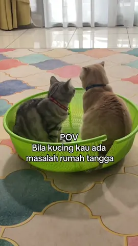 Besar ujian perkahwinan mama dan papa 😔 . #foryou #fypシ゚viral #kucingmummy #lunadak #luna #kucing #dramakucing #dramatiktok #drama