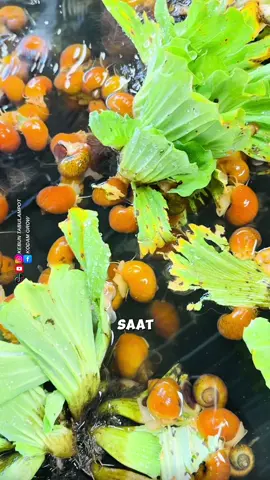 Beginilah Budidaya Keong Di thailand #pertanian #tipsberkebun #trikpintar #fyi #reels 