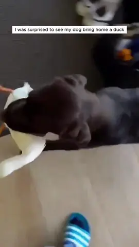 My dog brought home a duck and we decided to adopt it #animal #animalsoftiktok #animallover #rescueanimals #duck 