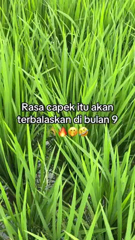 #fyppppppppppppppppppppppp #anakpetani🌾 #ilmupadi🌾🔥 #wijapaggalung🌾 #storytime #katakatastorywa_ #bugistiktok #sidrap📍 #galan27⚡ 