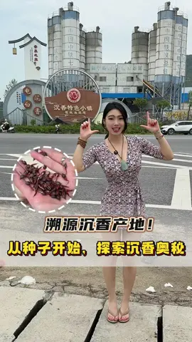 溯源沉香产地，从一颗种子开始！结香真的是非常不容易的过程~#沉香#沉香文化#文玩 #翡翠挂件 #翡翠吊坠 #翡翠定制 