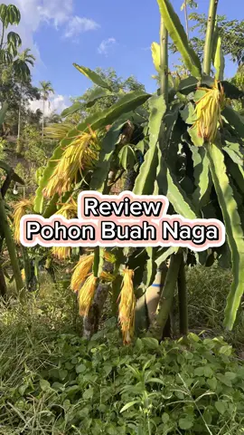 Review Pohon Buah Naga #petaniindonesia #petanimodern #petanisukses #farming #farminglife #farmer #farmerlife #karo #sumut #northsumatra #indonesia #pejuang #pejuangrupiah #fyp #viral #viralvideos #viralreels #video #tani #kentang #potato #petanimilenial 