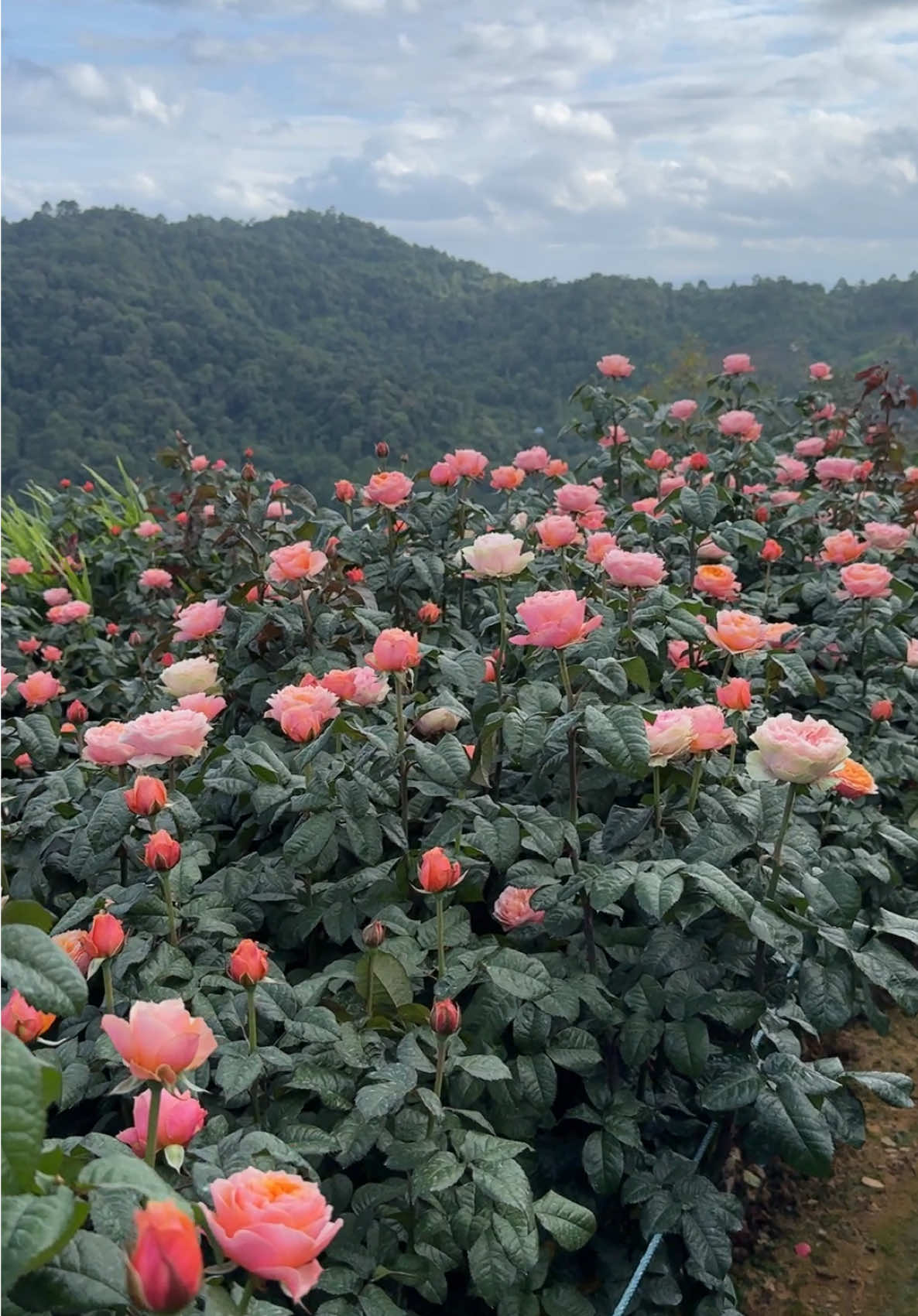 โซนดอกกุหลาบวูวูเซร่า บอกได้เลยว่าบานสวยสุดๆ#สวนกุหลาบโรแมนติกชิดขอบฟ้า #บ้านบวกเต๋ย #คนรักกุหลาบ #ปลูกกุหลาบ #แม่ริม #เชียงใหม่ 