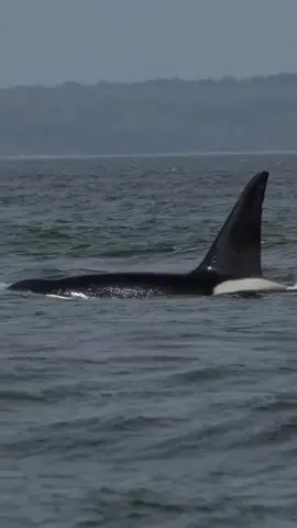 My men and women 😉🐳 …Credit goes to westernprincewildlife! #orca #orcas #killerwhale #killerwhales #orcatiktok #creditgoesto #orcapod #men #women #whales #oceanlife #scenery #marinemammals #fyp #foryourpage 
