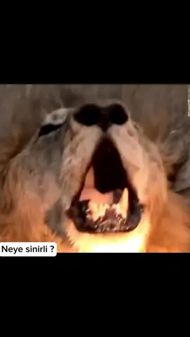 ??? #lion #aslan #mapogo #edits #mapogolions #sigmaedit #mapogos #sigma #fyp #kesfet #kesf #kükreme 