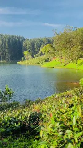 Sembuwaththa Lake🍃#fyp#foryoupage #nature#sembuwatta #matale#srilanka #creatorsearchinsights 