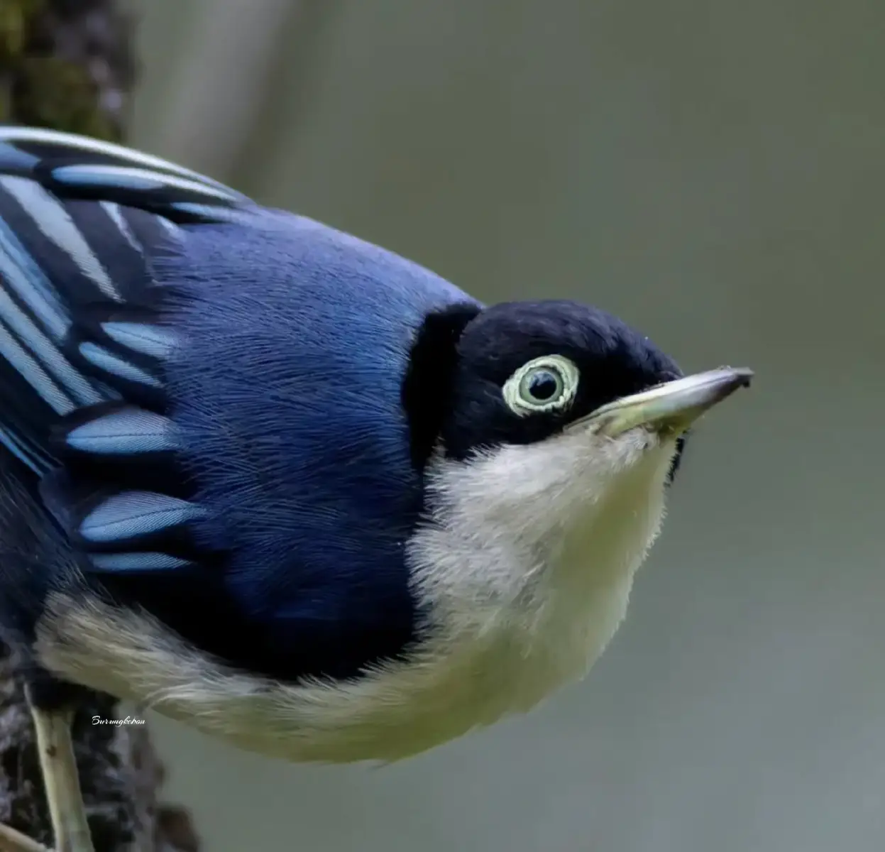 Burung rambatan Doraemon, juga dikenal sebagai Velvet-fronted Nuthatch nama ilmiah ( Sitta frontalis ), adalah burung kecil yang hidup di hutan tropis Asia, termasuk Indonesia, dan dijuluki demikian karena warna bulunya yang didominasi biru cerah serta kebiasaannya merambat di batang pohon seperti karakter kartun Doraemon. #burungrambatan #rambatandoraemon #rambatan #burungmasteran #birds #nature #naturelife #animals #aviari #aviaribird #aviarimini #aviariindonesia #aviariforbreding #hobi #hobiburung #kicau #kicaumania #kicaumaniaindonesia #kicauburung #kicaumanianusantara #photography #phptoshoot #indonesiaphotography #viral #BMW