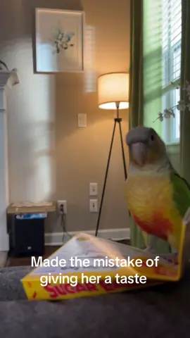 #parrotsoftiktok #birds 