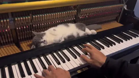 Are you enjoying the music or the massage?🙃#funnyvideos #cat #cutecat #catsoftiktok #piano #fyp #foryou 