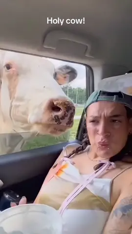 #cow #scare #fyp #viral #wtf #;)