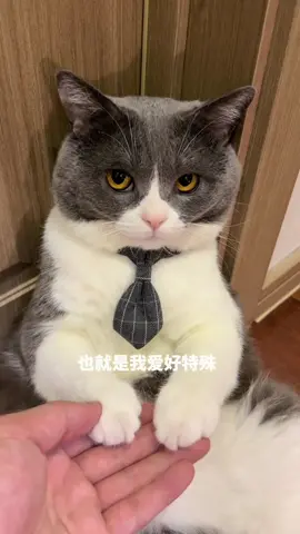 😿:Am l being PUA?#funnyvideos #cat #cutecat #catsoftiktok #fyp #foryou #cute #PetsOfTikTok 