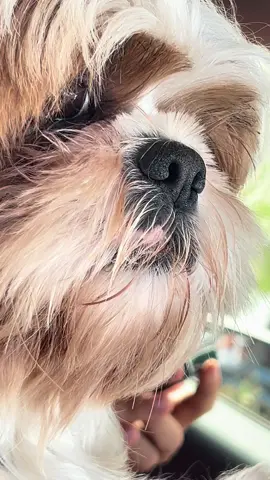 #shitzulove #shitzu #theo 