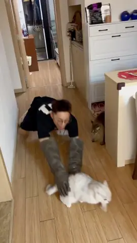 very aggressive cat grooming#DogTraining #dogs #cats #grooming #dogtrainer #dogsoftiktok #aggresivecat 