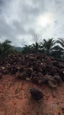Infooo,2Unit prosesss muat🤑🥥🌴#kalimantan #sawit 