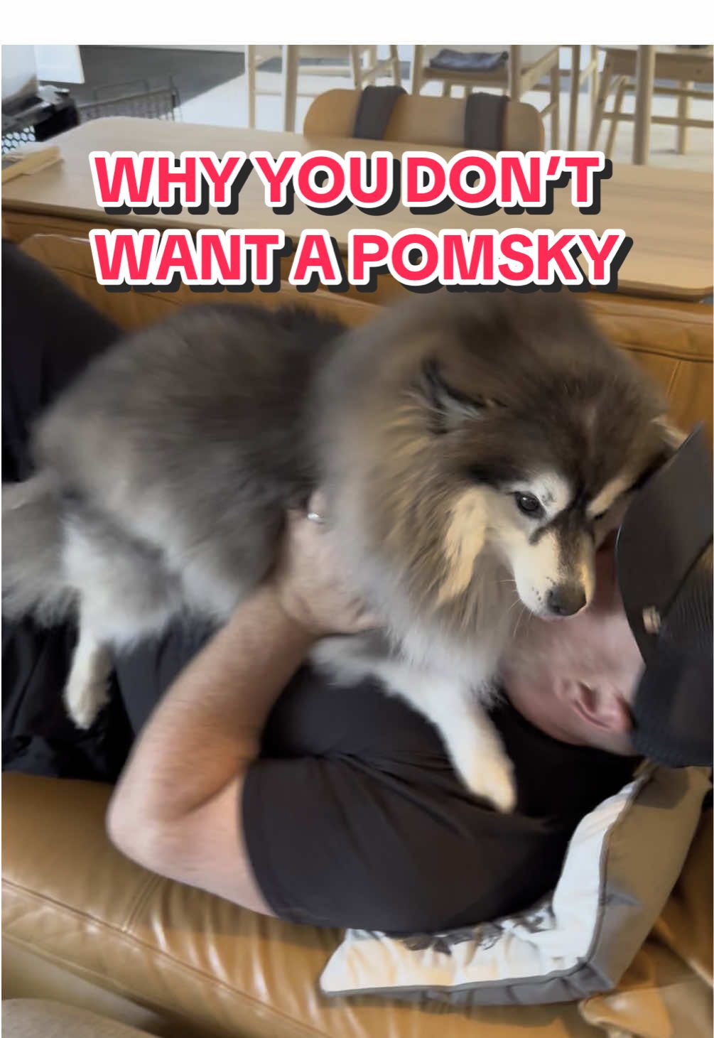 Wanna get a Pomsky? LOL okay, but just know your black outfit is now ours. 🖤 I shed love. And by love, I mean an aggressive amount of fluff. Dad told me to ‘cover’… I covered his whole outfit in couture fur. You’re welcome! 🐾  #PomskyLife #Fluff #Pomsky #DogHairDontCare #SushiSmalls #TikTokDogs #SassyFluff #DogDrama #CoverMe #Outfit #FYP #DogTok #FurReal 