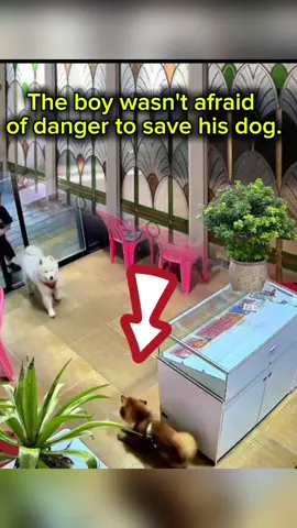 Brave Boy Risks It All to Save His Dog #BraveBoy #DogRescue #PetHero #RealLifeHero #fearlesskid  #SaveTheDog #CaughtOnCamera #AnimalRescue #BoyAndDog#ViralVideo #MustSee #TrendingNow #hearttouching 
