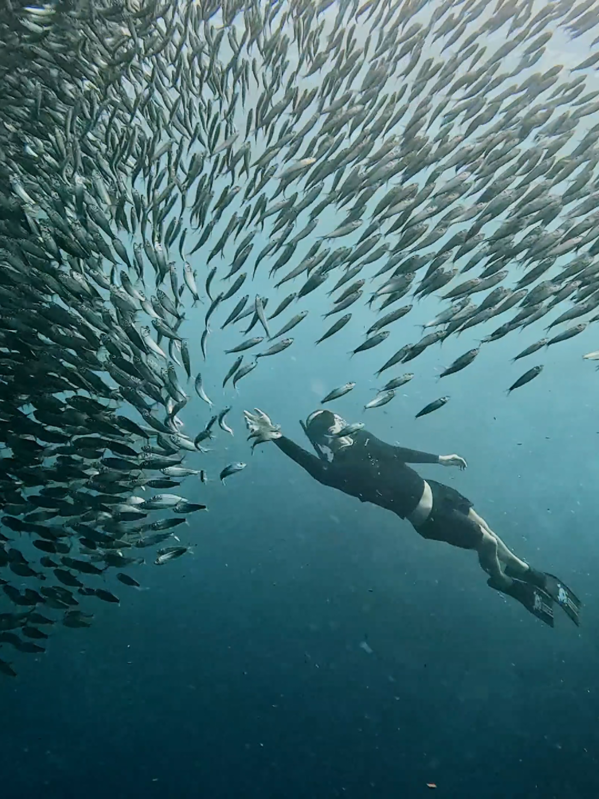 Moalboal - Sardine run #sardines #moalboalcebu #moalboal #freediving #freedive #gopro #goprohero13 #turtleneck #iliketurtles #philippines #cebu #edit 