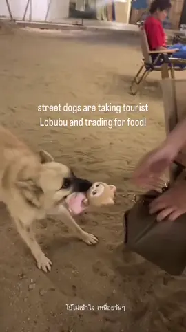 Dogs in various countries have learned of the Lobubu craze are now taking tourists Lobubu to trade for food! It’s true! 