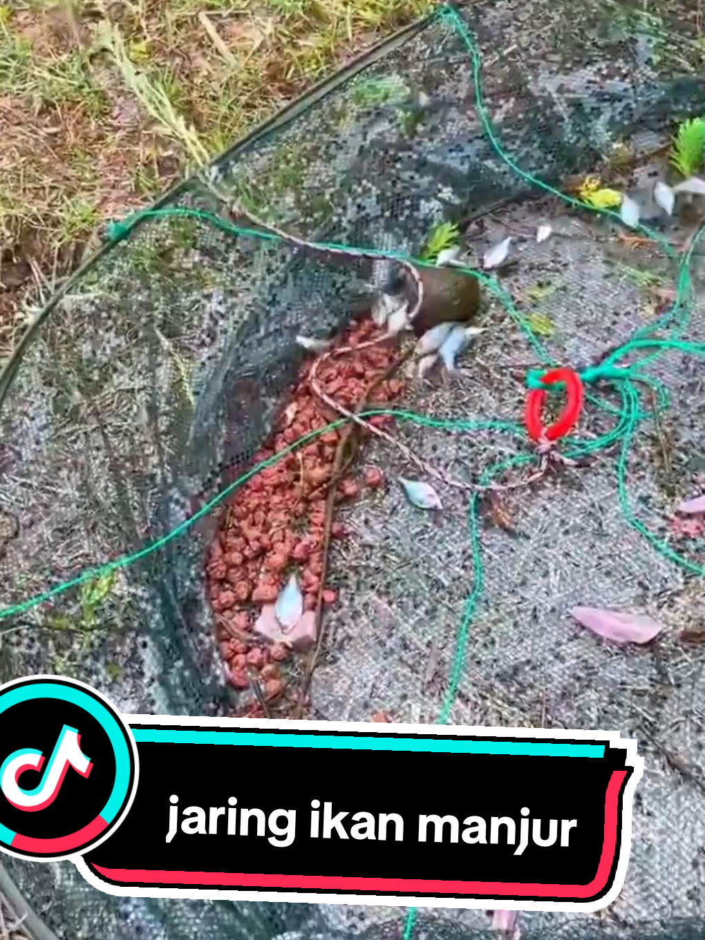 yang mau jaringnya ada di bio yaaa, jaring nya bagus untuk kolam dan sawah#fyppppppppppppppppppppppp #tentangdunia #halunikdunia #mancingmaniamantap #ikanairtawar #alatmancing 