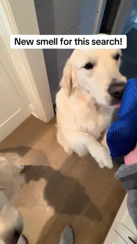 A little view into our training! They did a fantastic job with this new smell, they got it right away. So interesting how their noses work! I just love how happy and excited they are! #smell #scentwork #workingdog #treats #goldenretriever 