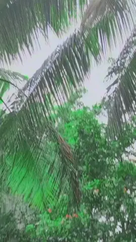 আপনাকে কিভাবে বোঝাই ভালবাসি কথাটা ❤️🌺