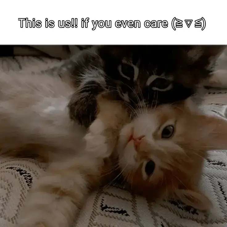 Us!!  if you even care >▽<!! #catss #us #duo #reall 