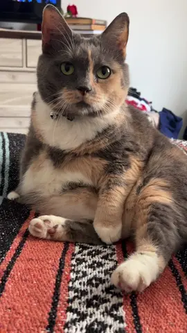 not around here… #cats #fatcat #dilutecalico 