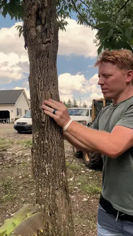 ASMR | Giving a Tree a Massage #asmr 