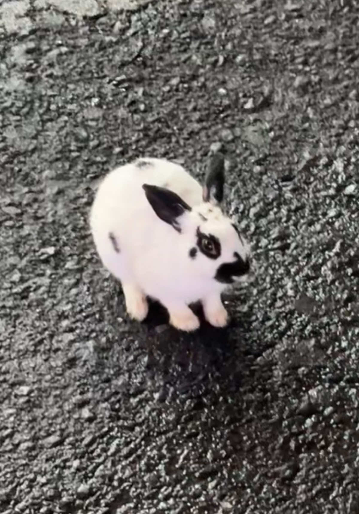 Thailand was so random 😭 #thailand #phuket #bunny 