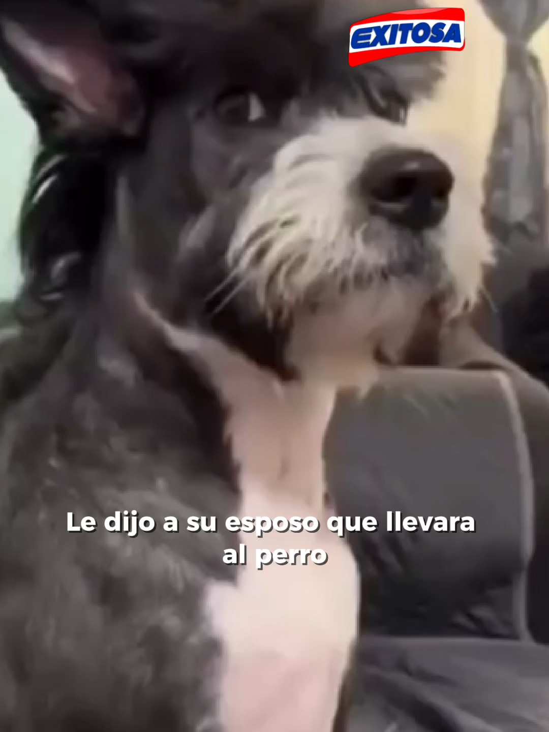 🐶🕶️ Guarden a sus mascotas que hoy sale a pasear este bandido #exitosa #exitosanoticias #información #noticias #noticiastiktok #actualidad #tiktokviral #viralvideos #perrosfelices #perros #mascotas #corte