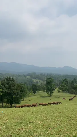 Bukit WaruWangi,Padarincang,Serang Banten                                                       #bukitwaruwangi #waruwangibanten #serangbanten #padarincang #banten #bukittinggi #wisata 