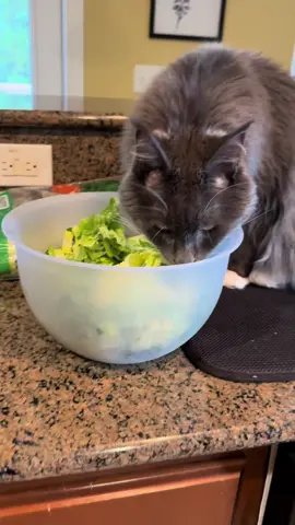 #mrlokibadoki #cat #xyzbca #xyzbca #maincooncat #catsoftiktok #funny #catsontiktok 