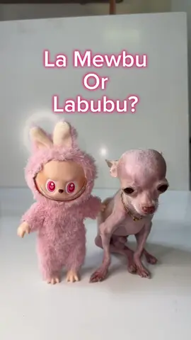 Labubu! #chihuahua #labubu