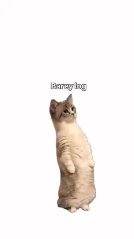 #fyp#cat#meme#fyp#funny#cat#meme#fyp#catlovers#Fyppppppppppp